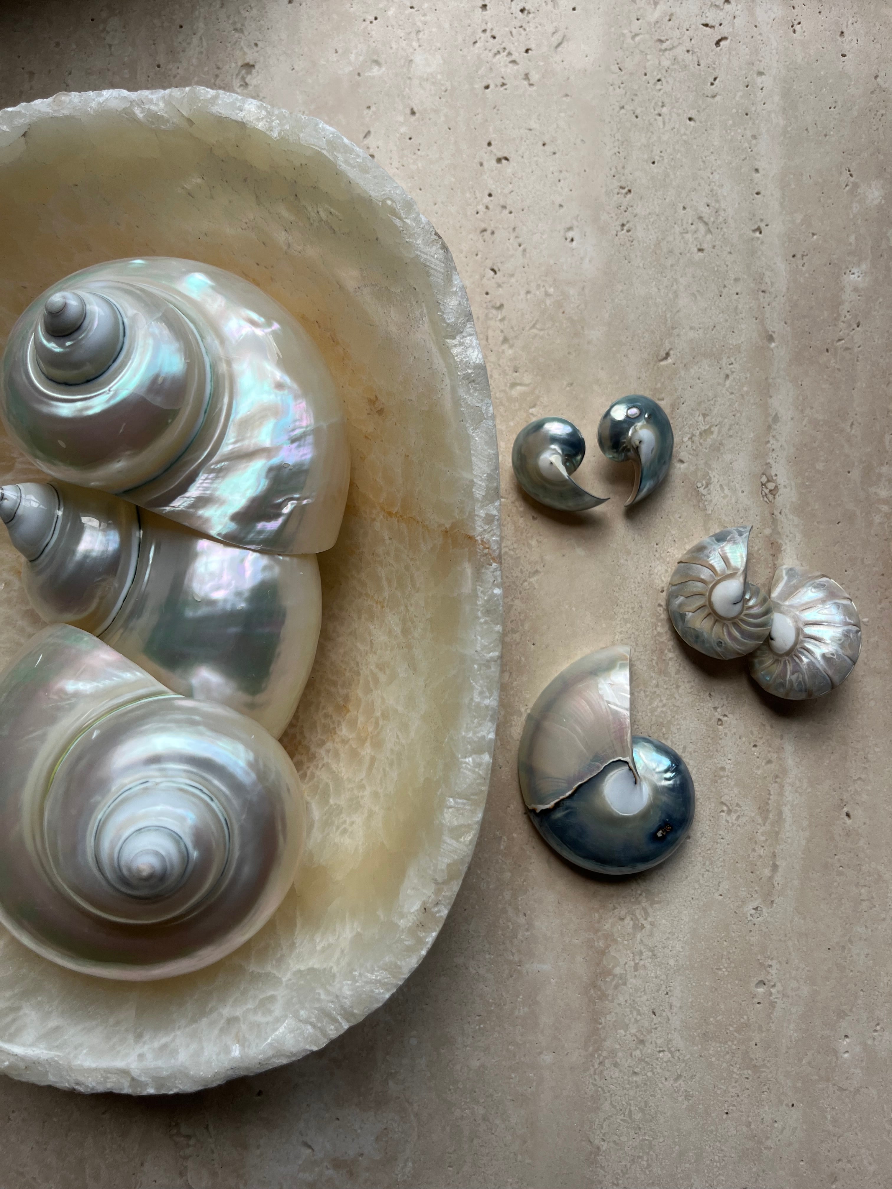 Nautilus Earring