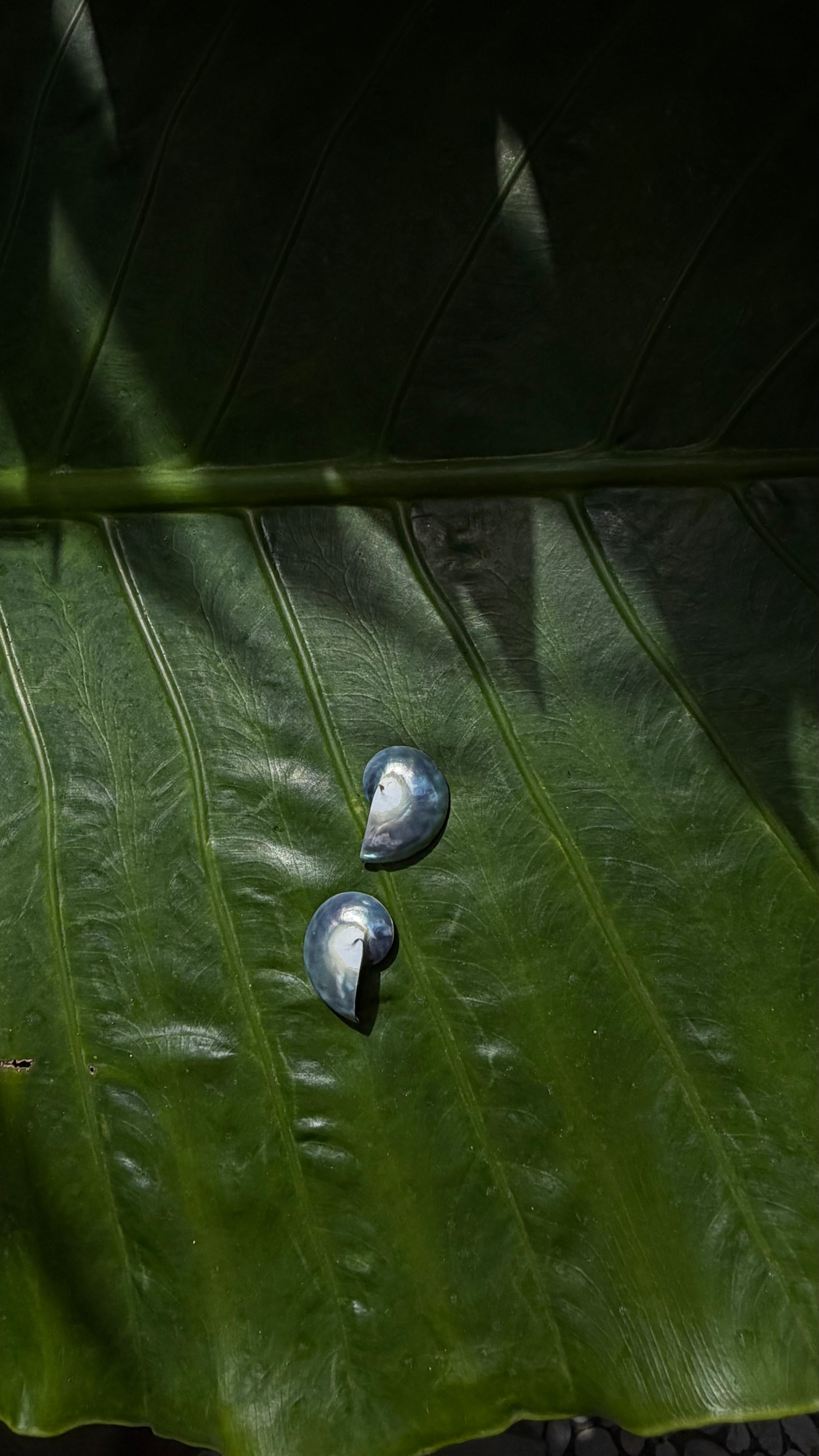Nautilus Earring