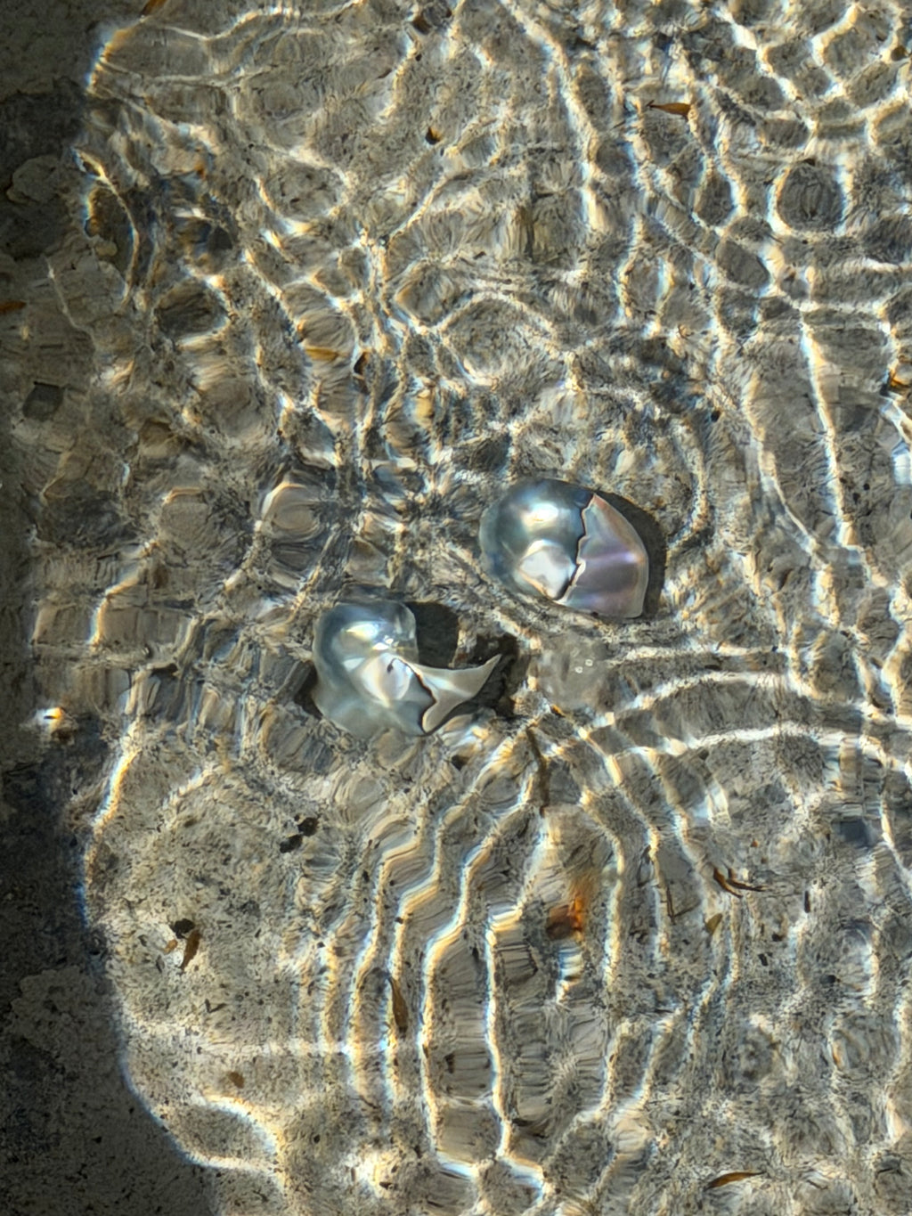 Nautilus Earring
