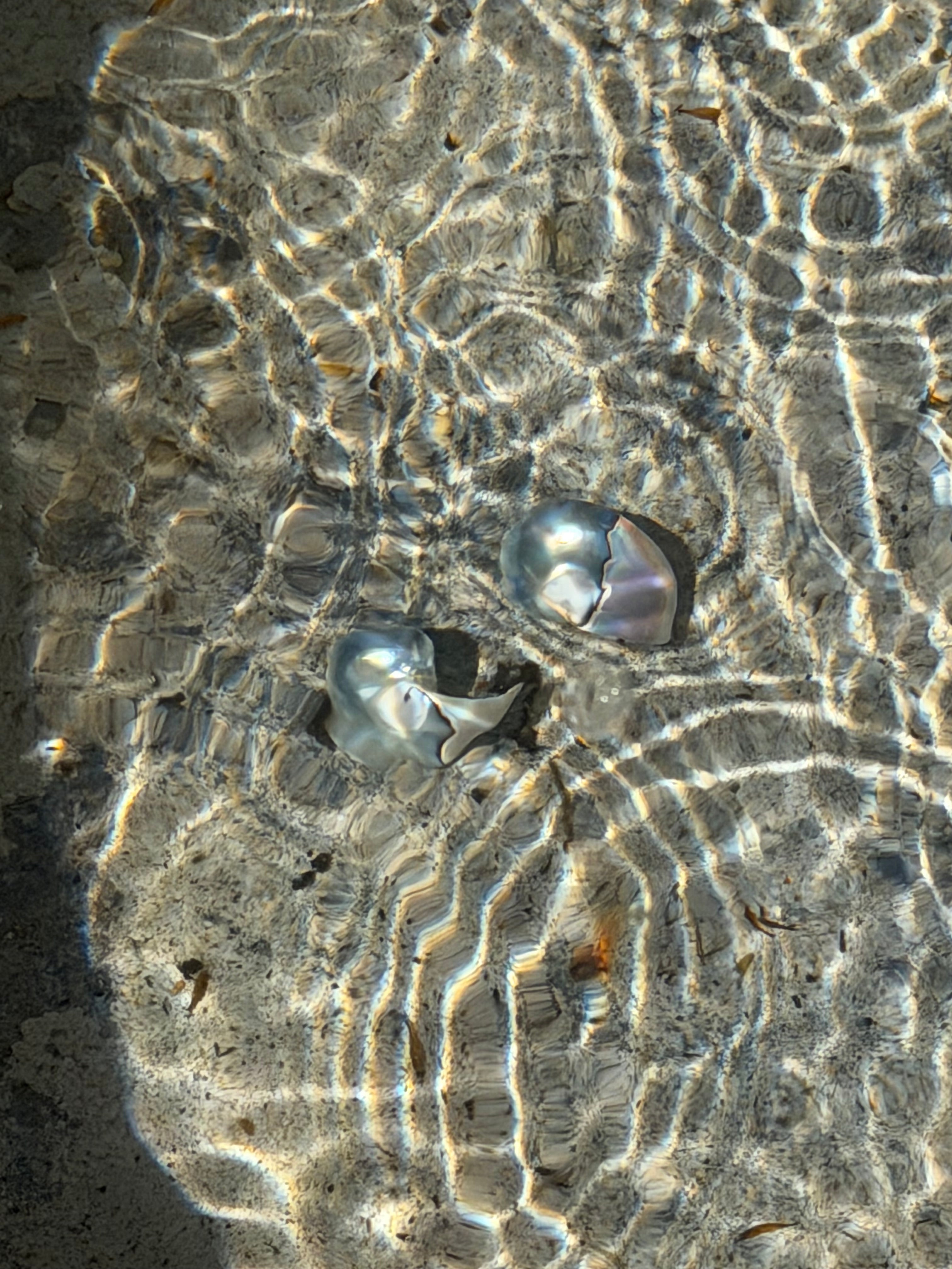 Nautilus Earring