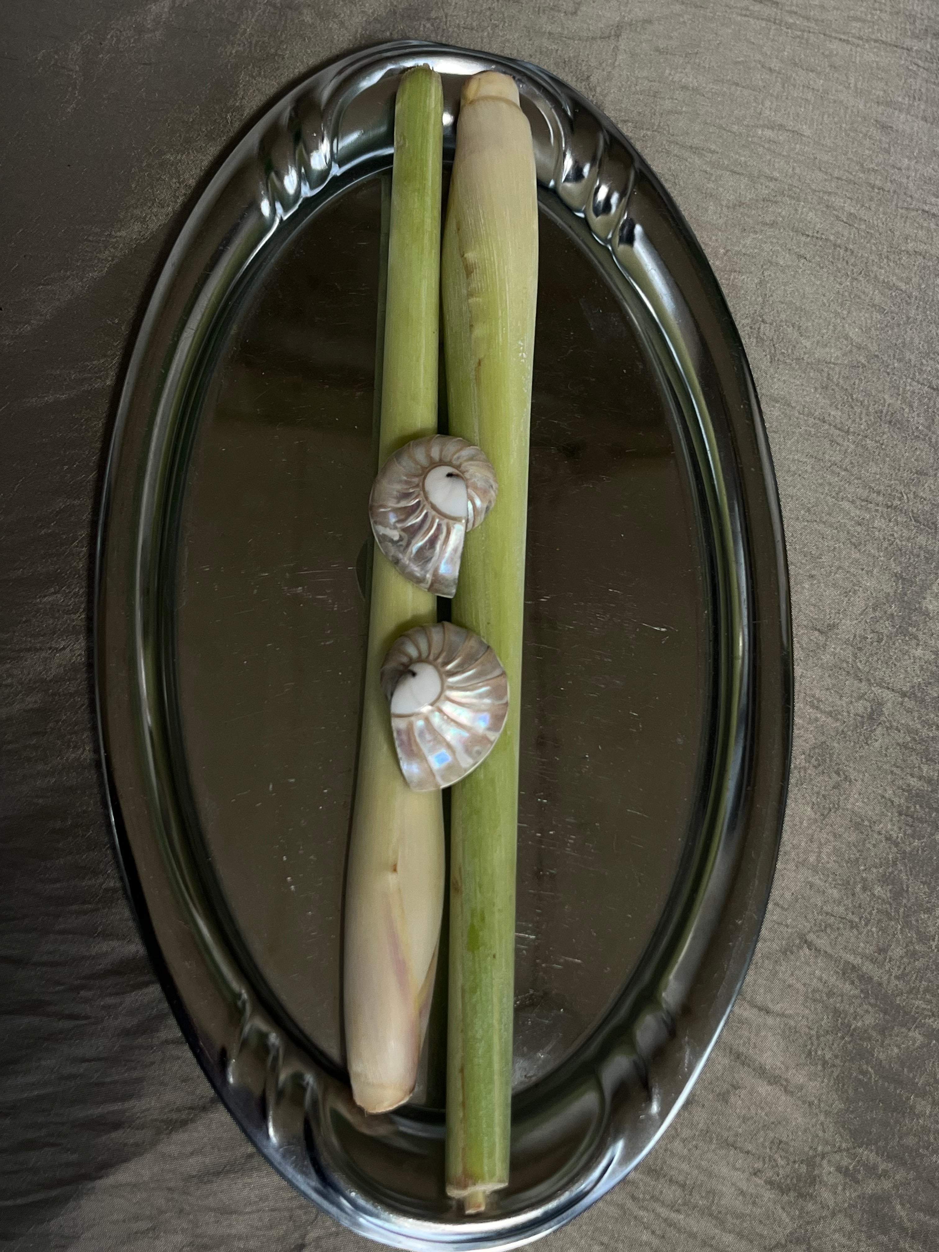 Nautilus Earring